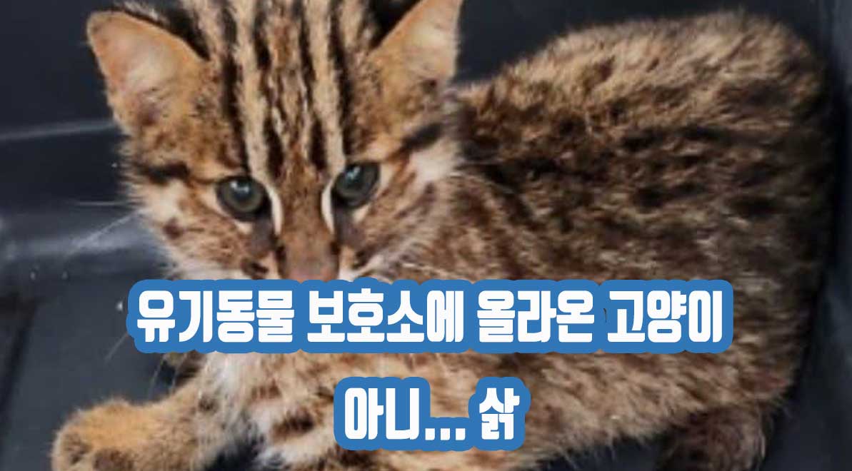 태백시 유기동물 보호소의 특별한 고양이의 안타까운 운명